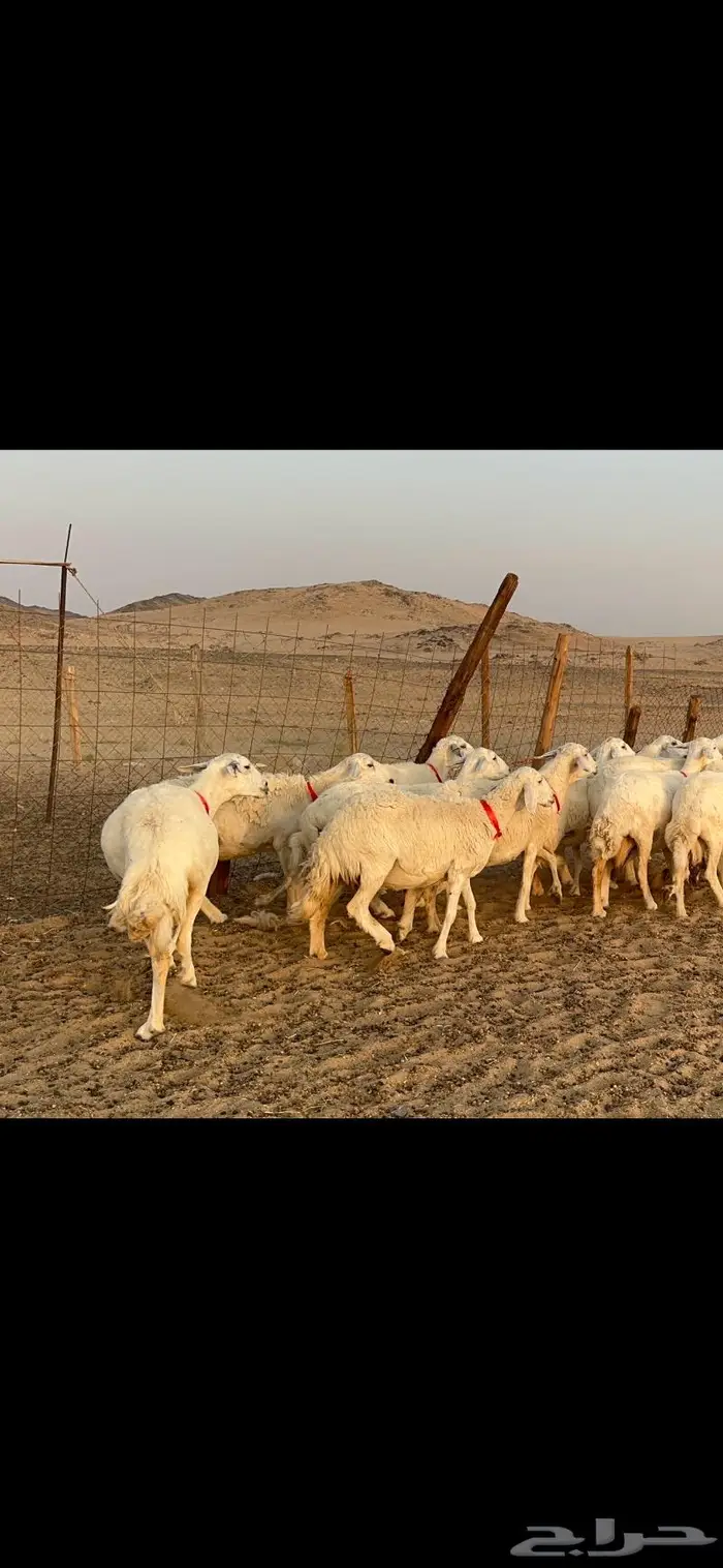 غنم حرش دفيع عددها 42 3