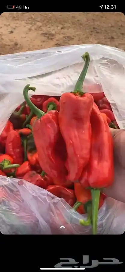 حمام فرنسي   بط   سمان 7