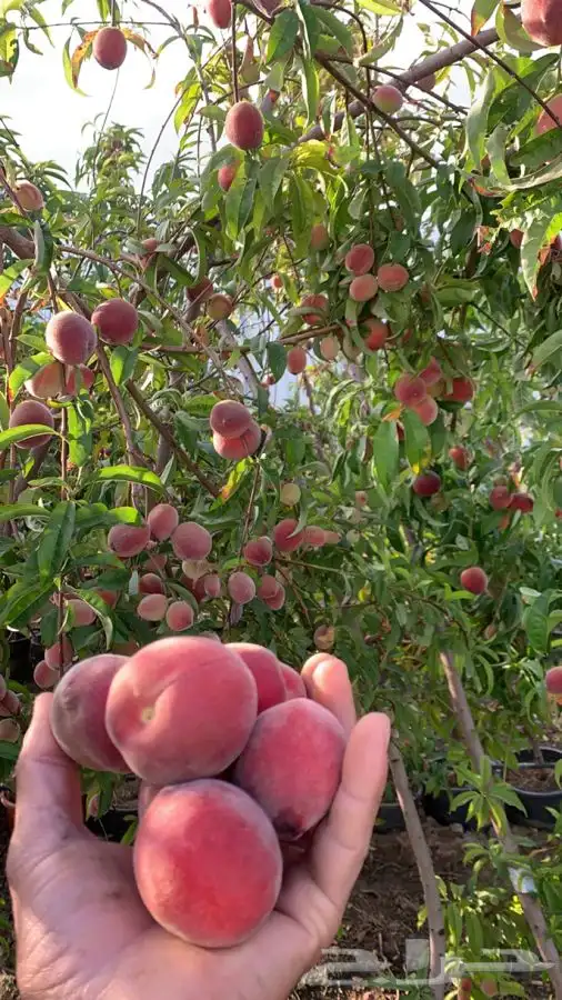 شتلات مثمر لوزيات وحمضيات وتين ورمان انواع واحجام 0