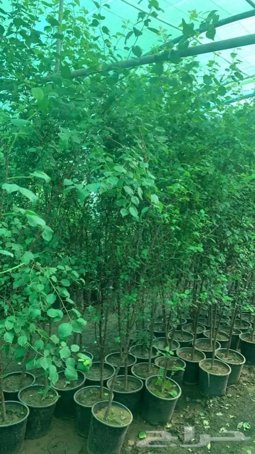 شتلات مثمر لوزيات وحمضيات وتين ورمان انواع واحجام 28