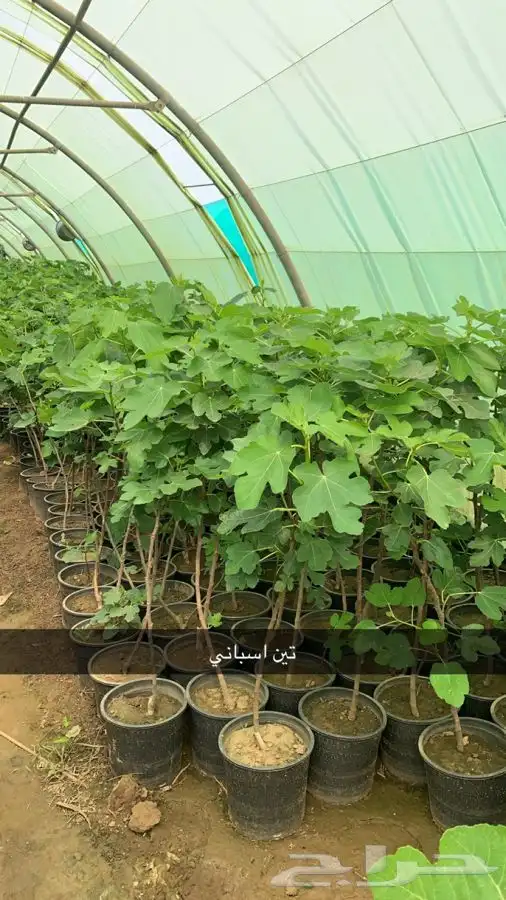 شتلات مثمر لوزيات وحمضيات وتين ورمان انواع واحجام 1