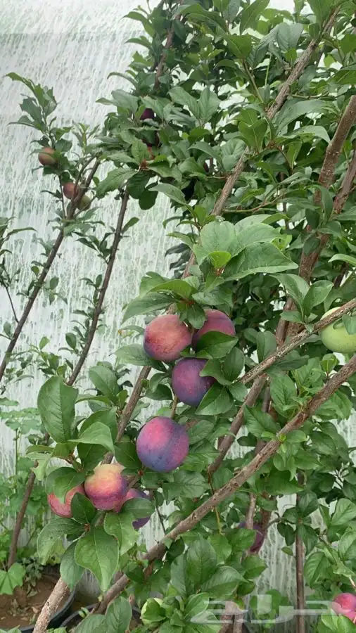 شتلات مثمر لوزيات وحمضيات وتين ورمان انواع واحجام 16