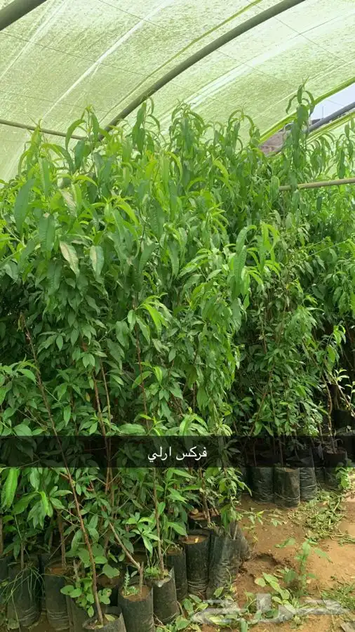 شتلات مثمر لوزيات وحمضيات وتين ورمان انواع واحجام 4