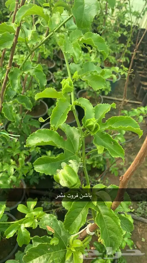 شتلات مثمر لوزيات وحمضيات وتين ورمان انواع واحجام 22