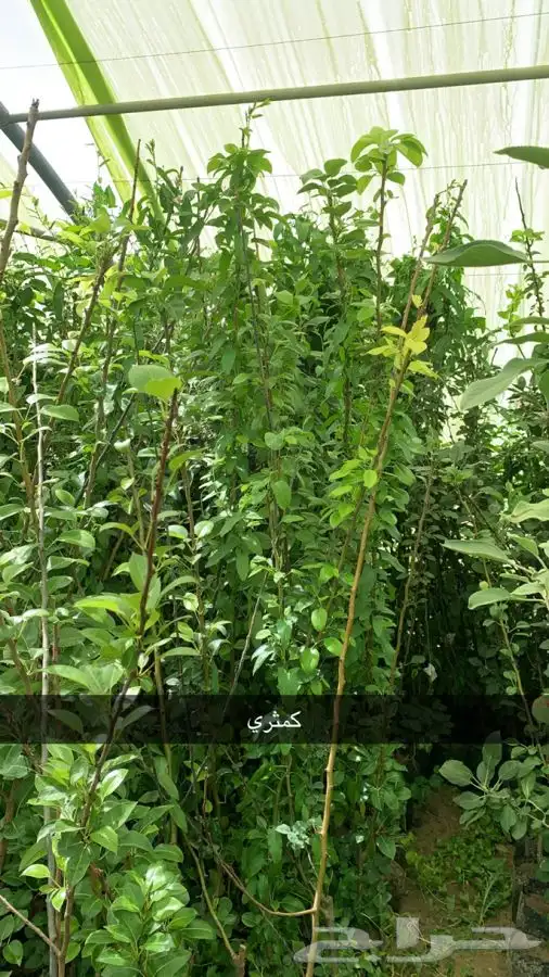 شتلات مثمر لوزيات وحمضيات وتين ورمان انواع واحجام 7