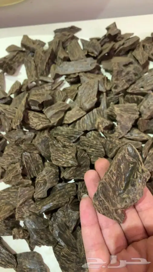 كلمنتان عود 2