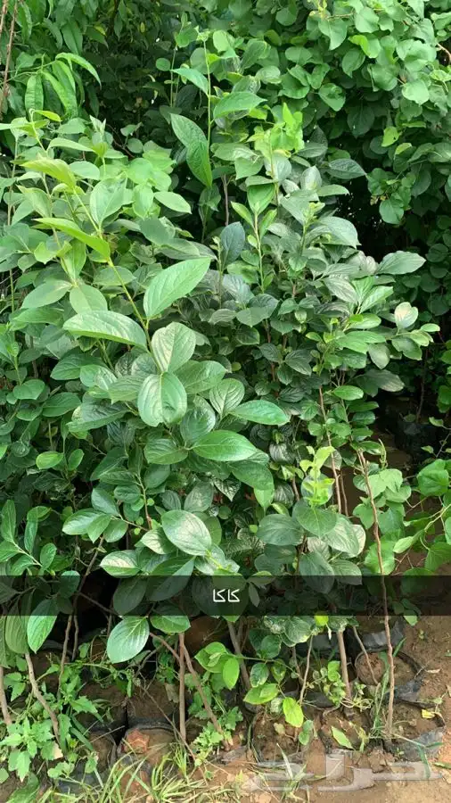 شتلات مثمر لوزيات وحمضيات وتين ورمان انواع واحجام 12