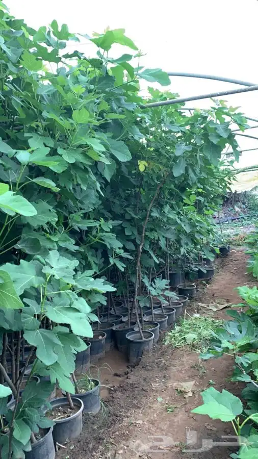 شتلات مثمر لوزيات وحمضيات وتين ورمان انواع واحجام 30