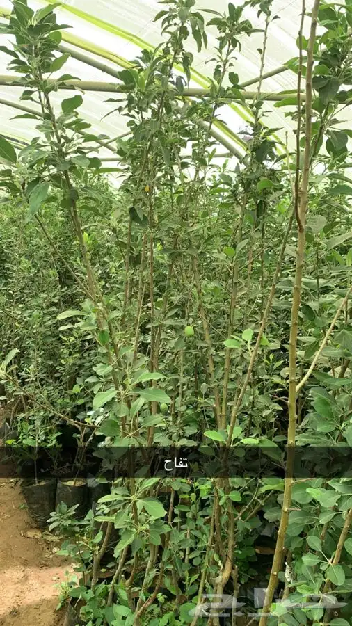 شتلات مثمر لوزيات وحمضيات وتين ورمان انواع واحجام 6