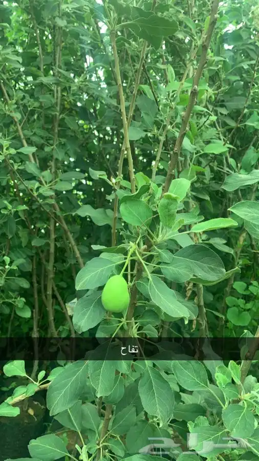 شتلات مثمر لوزيات وحمضيات وتين ورمان انواع واحجام 21