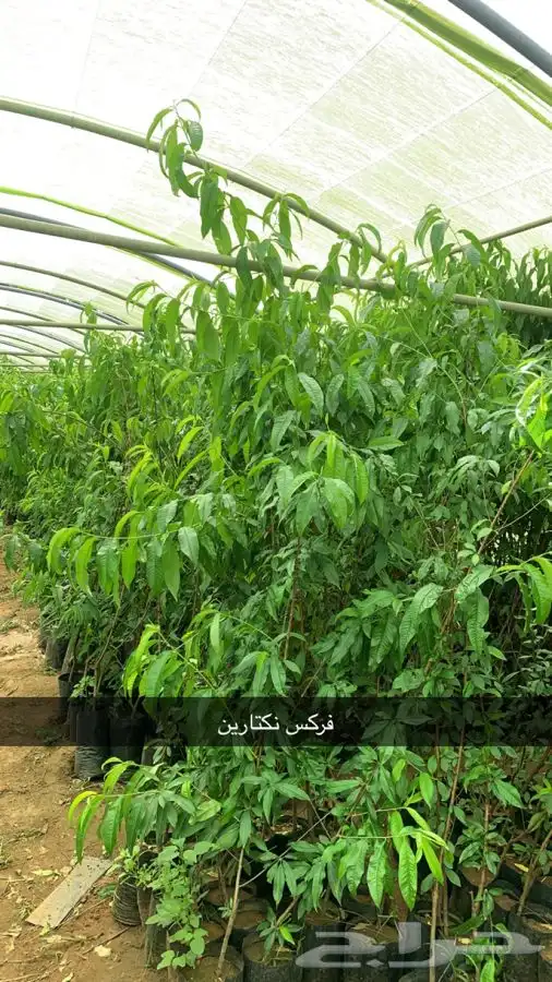 شتلات مثمر لوزيات وحمضيات وتين ورمان انواع واحجام 9