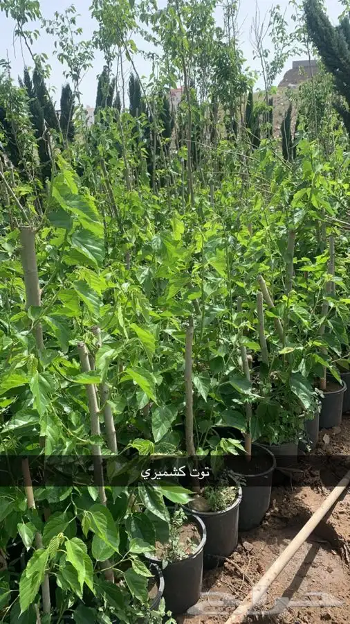 شتلات مثمر لوزيات وحمضيات وتين ورمان انواع واحجام 13