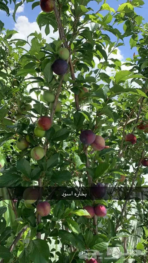 شتلات مثمر لوزيات وحمضيات وتين ورمان انواع واحجام 17