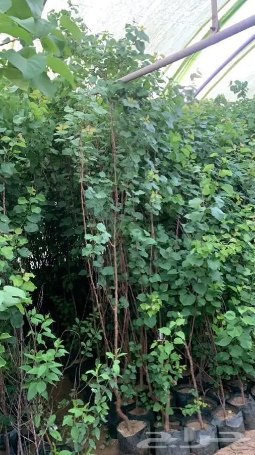 شتلات مثمر لوزيات وحمضيات وتين ورمان انواع واحجام 18