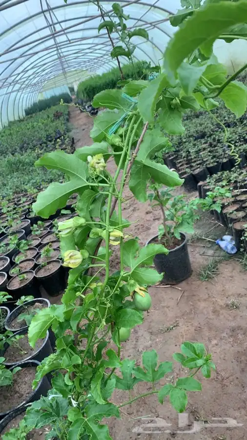 شتلات مثمر لوزيات وحمضيات وتين ورمان انواع واحجام 2