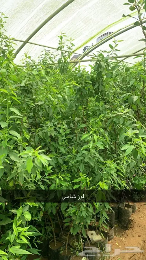 شتلات مثمر لوزيات وحمضيات وتين ورمان انواع واحجام 8