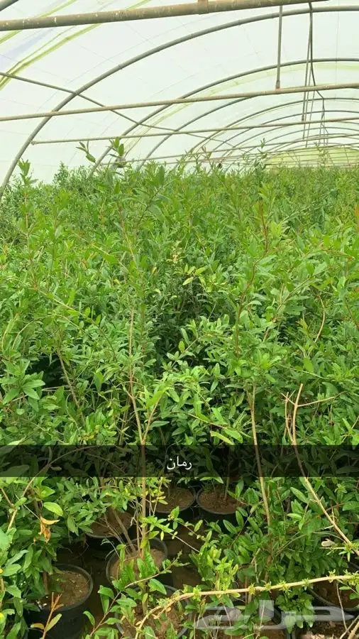 شتلات مثمر لوزيات وحمضيات وتين ورمان انواع واحجام 3