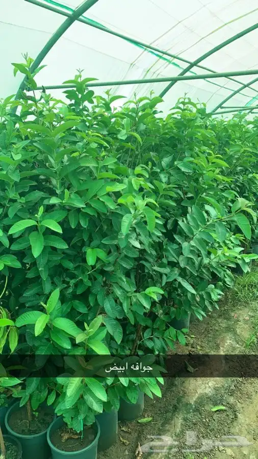 شتلات مثمر لوزيات وحمضيات وتين ورمان انواع واحجام 14