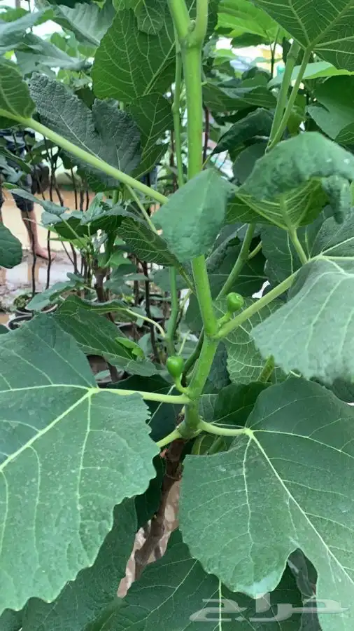 شتلات مثمر لوزيات وحمضيات وتين ورمان انواع واحجام 29