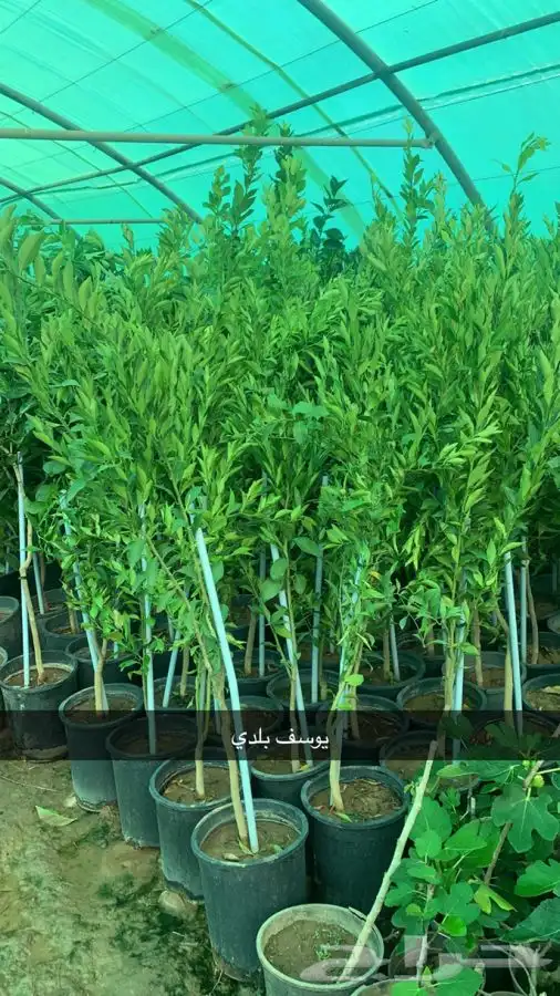 شتلات مثمر لوزيات وحمضيات وتين ورمان انواع واحجام 27
