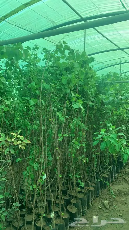 شتلات مثمر لوزيات وحمضيات وتين ورمان انواع واحجام 24