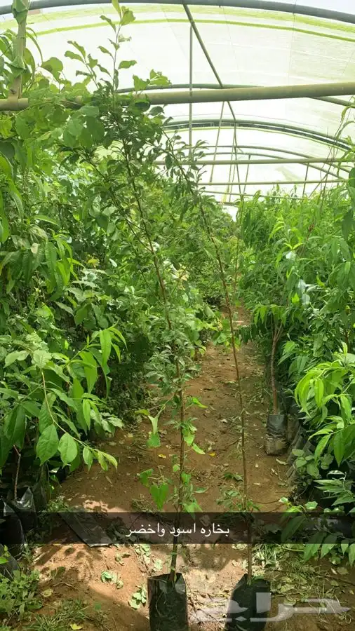 شتلات مثمر لوزيات وحمضيات وتين ورمان انواع واحجام 10