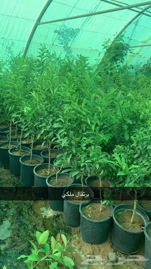 شتلات مثمر لوزيات وحمضيات وتين ورمان انواع واحجام 25