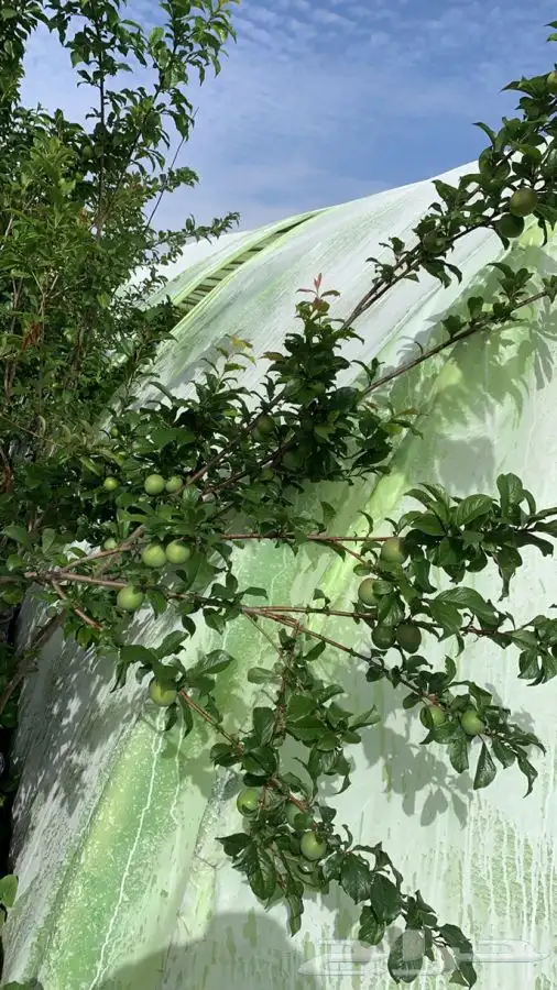 شتلات مثمر لوزيات وحمضيات وتين ورمان انواع واحجام 32