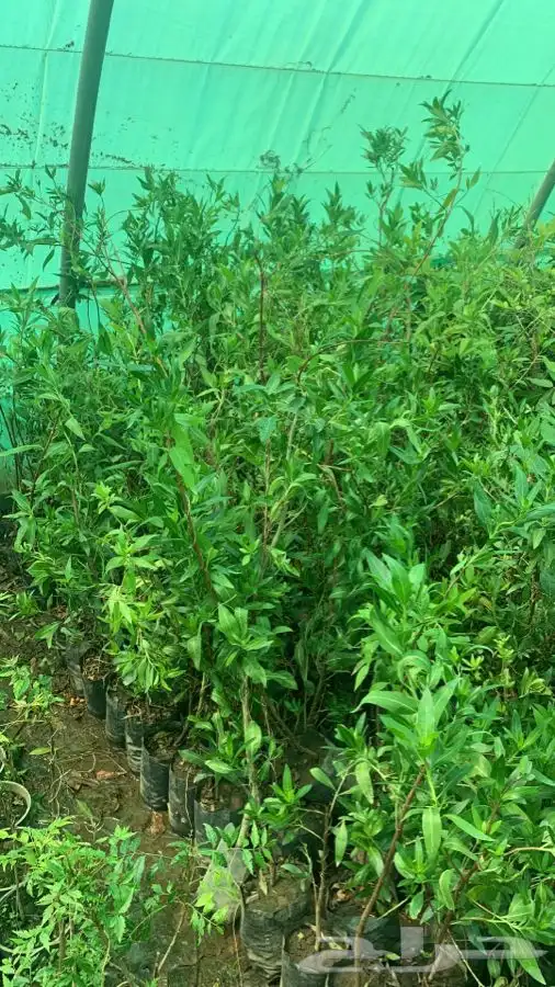 شتلات مثمر لوزيات وحمضيات وتين ورمان انواع واحجام 23