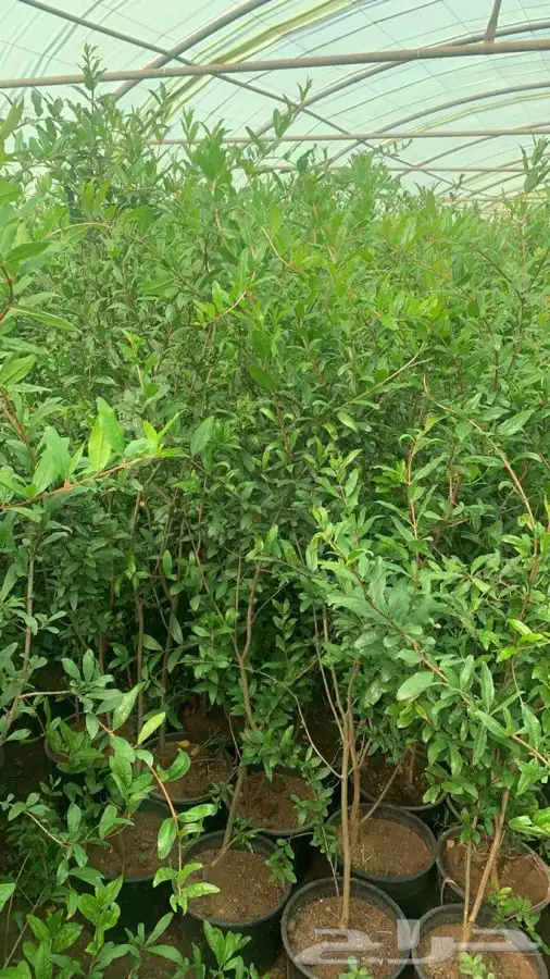 شتلات مثمر لوزيات وحمضيات وتين ورمان انواع واحجام 20