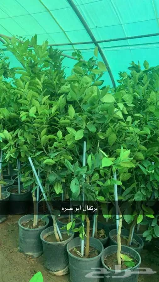 شتلات مثمر لوزيات وحمضيات وتين ورمان انواع واحجام 26