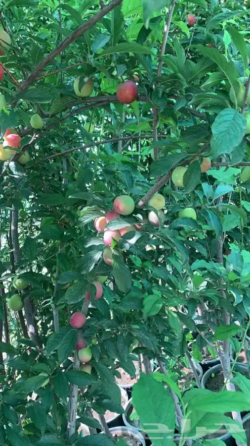 شتلات مثمر لوزيات وحمضيات وتين ورمان انواع واحجام 19