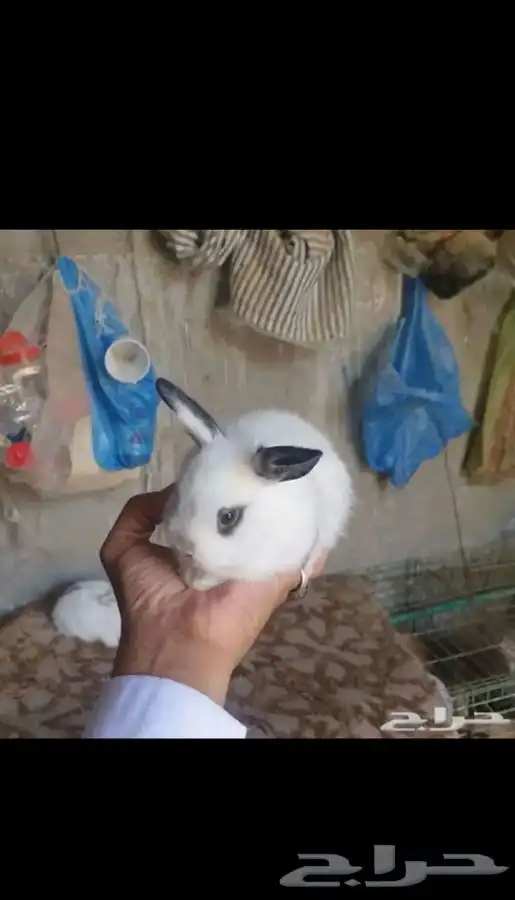 ارانب 3