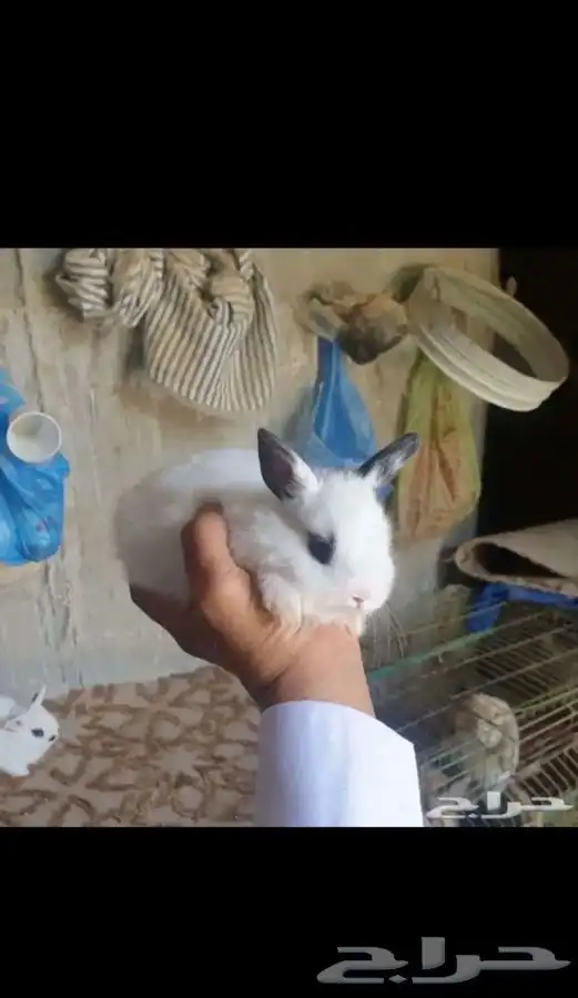 ارانب 6