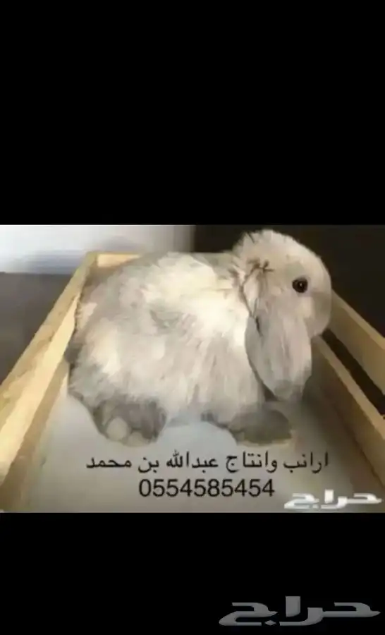 ارانب 7