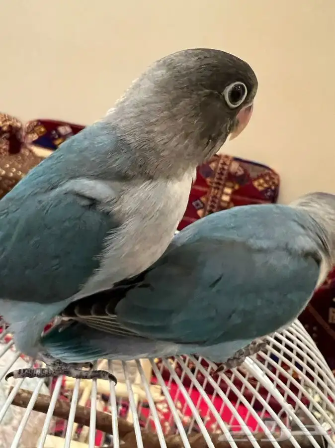 طبات فيشر 1