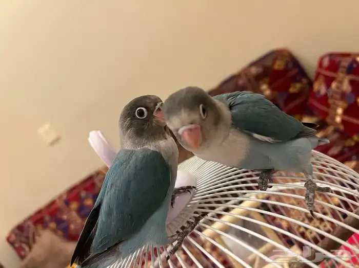 طبات فيشر 6
