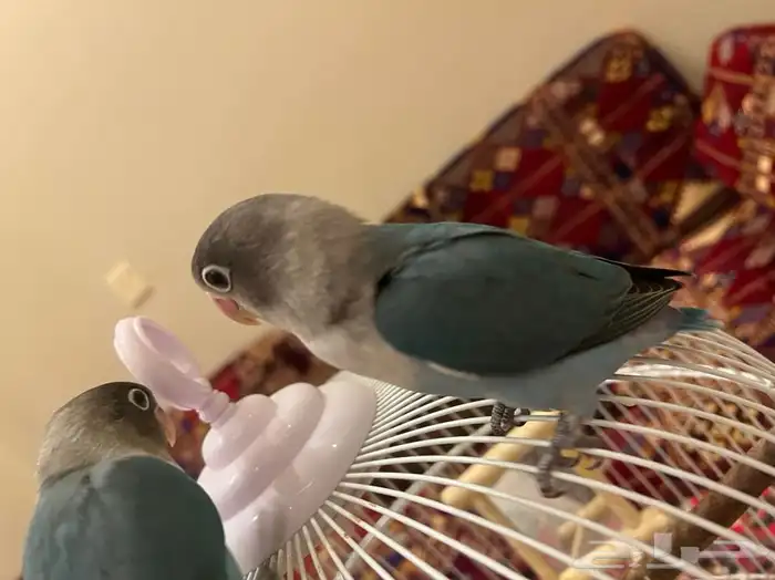 طبات فيشر 5