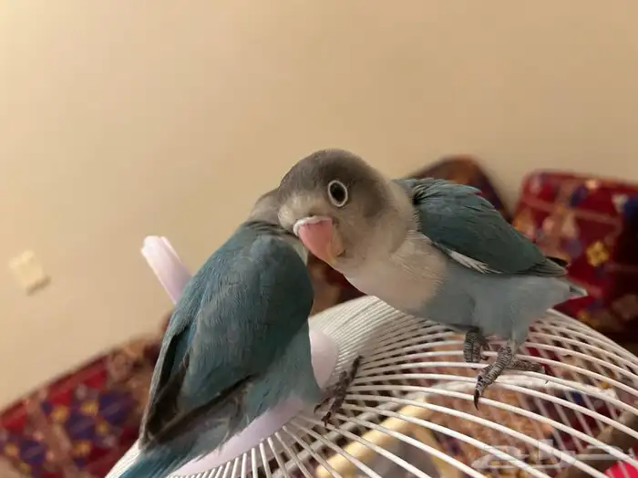 طبات فيشر 7