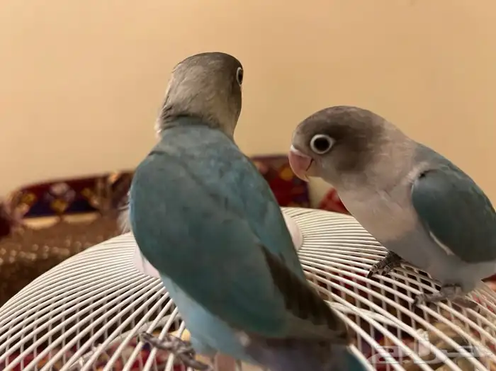 طبات فيشر 8