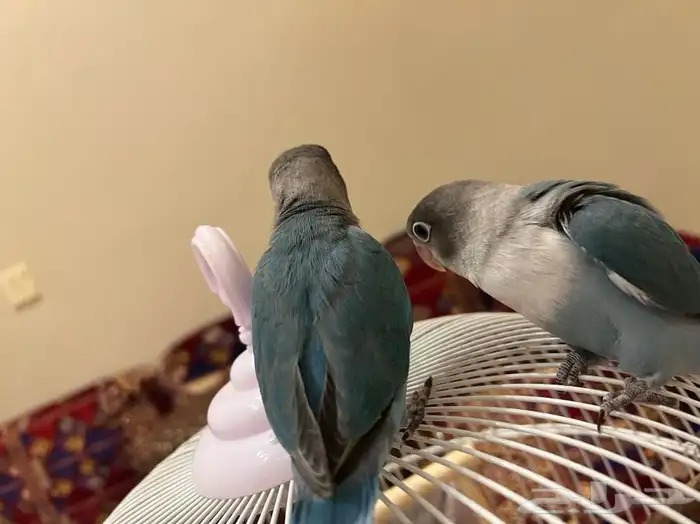 طبات فيشر 4