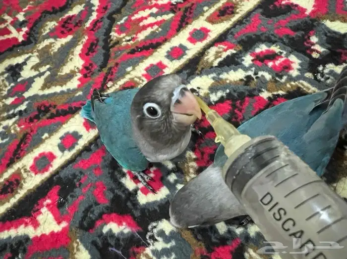 طبات فيشر 10