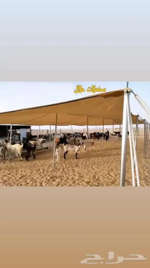 مضلة حلال - مضلي ابل تضليل _ ضلال 1