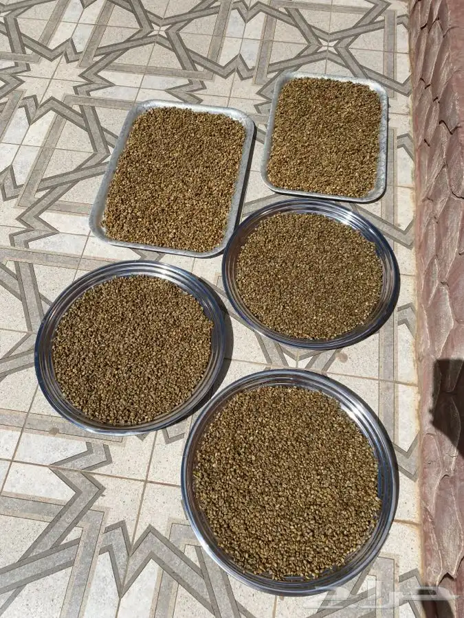 قهوه وكليجاء 20