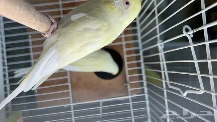 طيور حب البينو لاتينو اينو انتاج محميتي غير مستودره 0