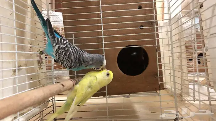 طيور حب البينو لاتينو اينو انتاج محميتي غير مستودره 10