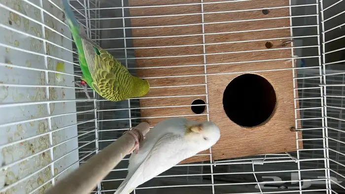 طيور حب البينو لاتينو اينو انتاج محميتي غير مستودره 1