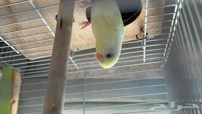 طيور حب البينو لاتينو اينو انتاج محميتي غير مستودره 2