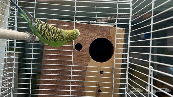 طيور حب البينو لاتينو اينو انتاج محميتي غير مستودره 3