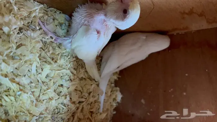 طيور حب البينو لاتينو اينو انتاج محميتي غير مستودره 4